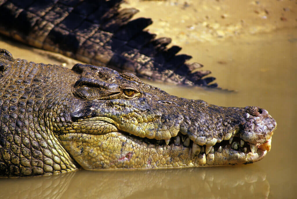 Saltwater Crocodile