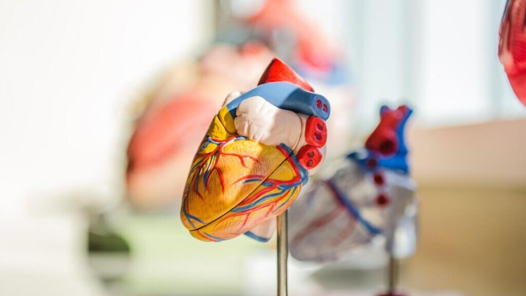 A model of the heart