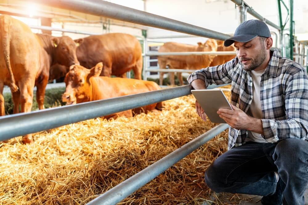 Farm worker is analysing data regarding the condition of cattles in a livestock farm