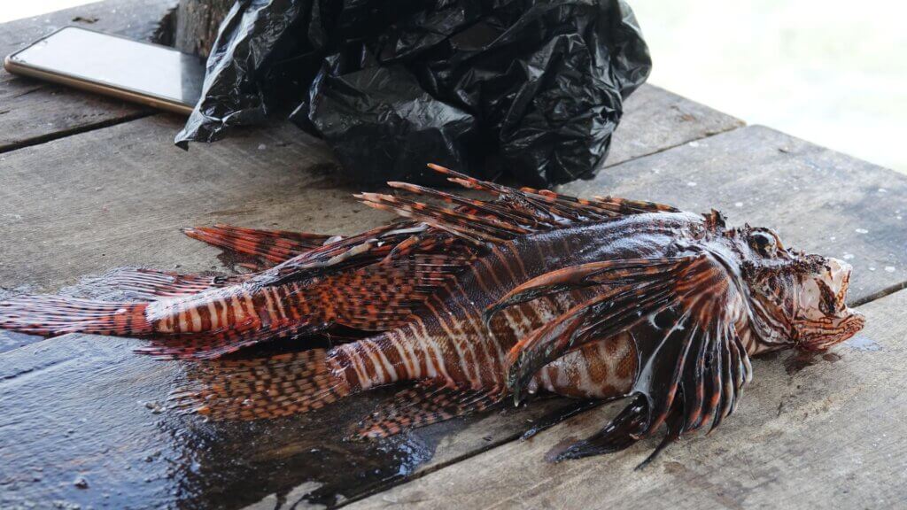 A lionfish with striped fins lies on a wooden surface next to a black plastic bag.