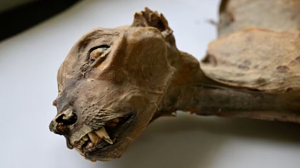 Mummified cheetah remains preserved inside a dry desert cave in Saudi Arabia