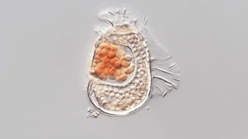 Scientists Discover Strange New Entity That Exists Between Life and Non-Life