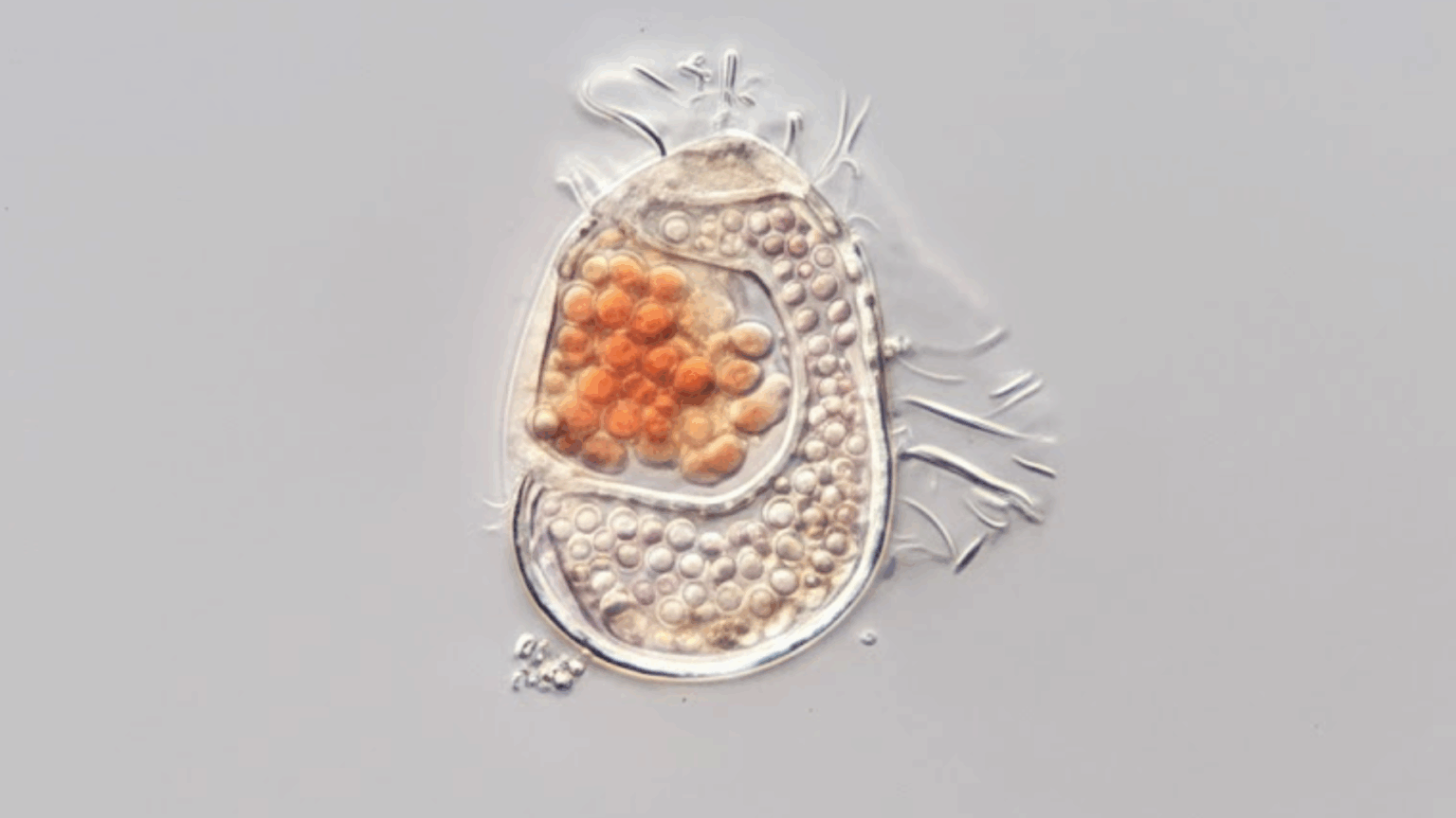Scientists Discover Strange New Entity That Exists Between Life and Non-Life