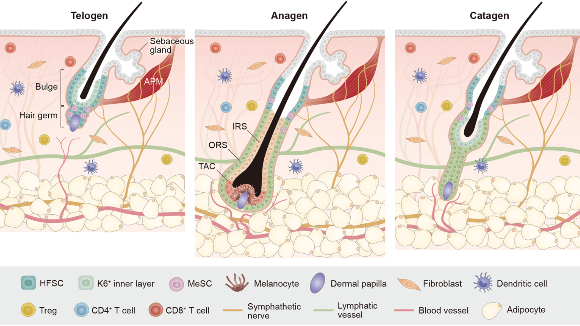Diagram of hair follicle growth stages labeled Telogen, Anagen, and Catagen with detailed cell structures.