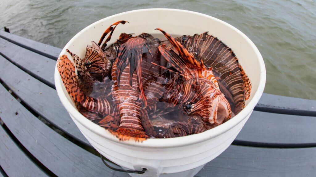 Several lionfish submerged in water inside a white bucket on a dock.