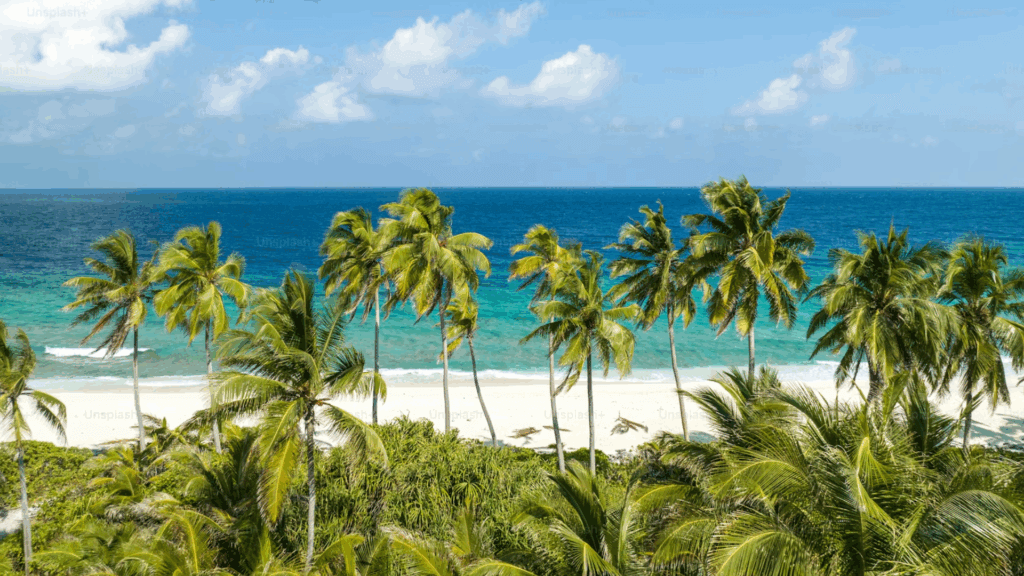 Palm trees by the ocean