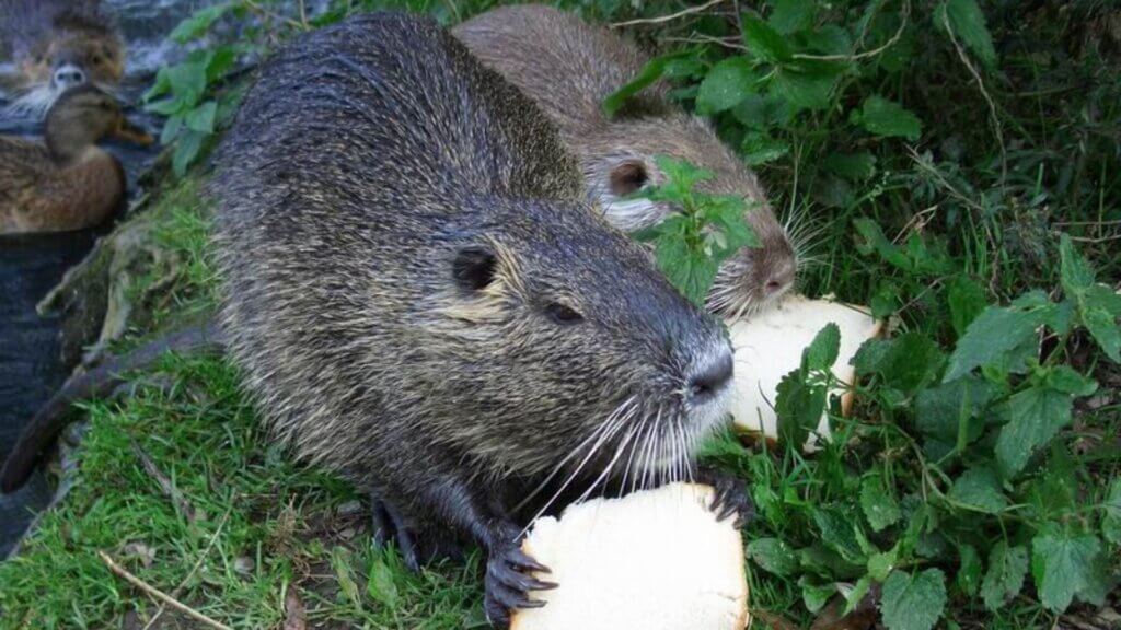 Two nutria eating slices of bread on grassy ground near water.