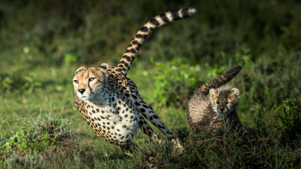 Cheetah standing on green grass during daylight hours