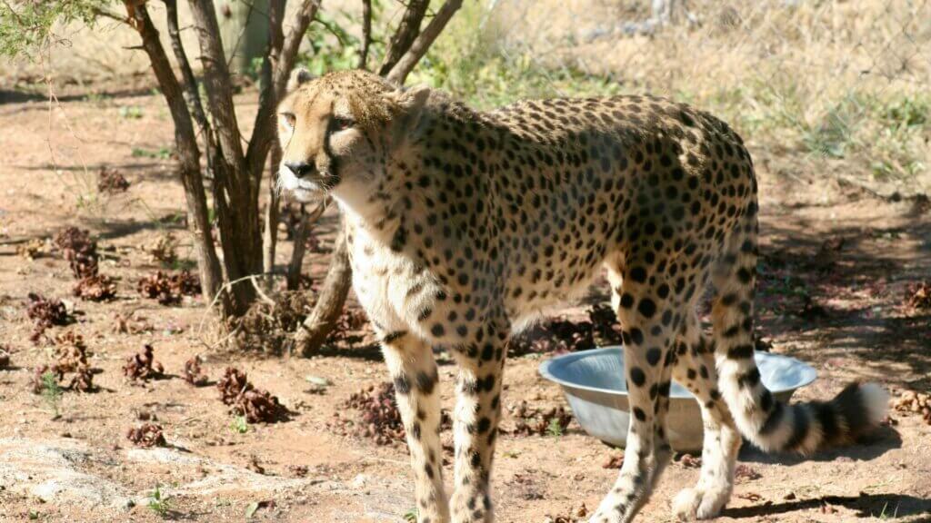 Cheetah standing beside a tree in an open field