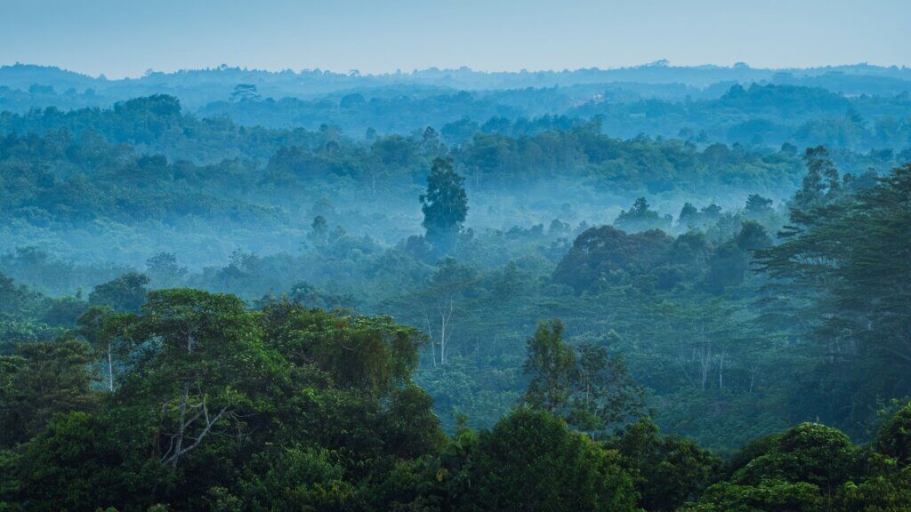 An aerial view of a forrest