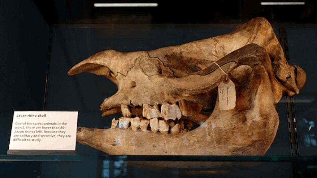 Javan rhinoceros skull