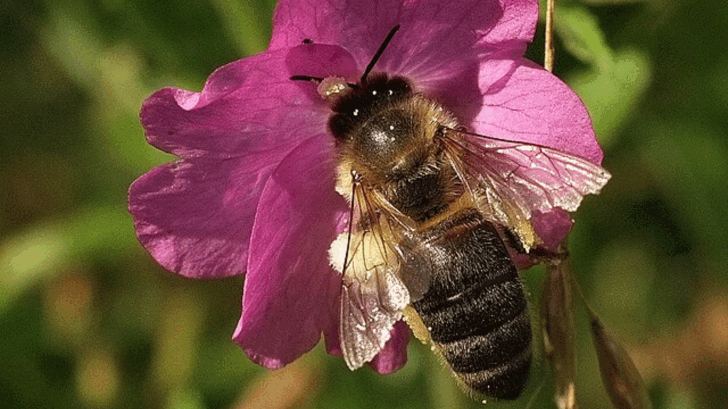 Bee on a flower