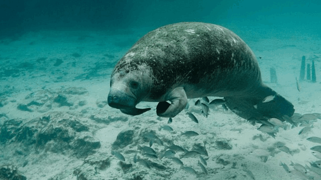 endangered specie manatee