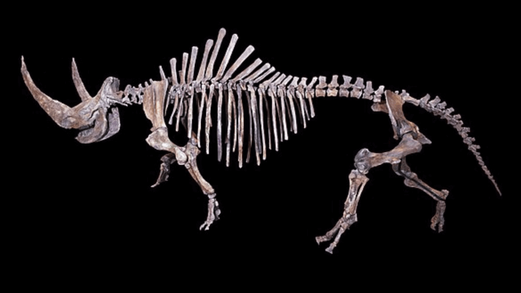 skeleton of an animal