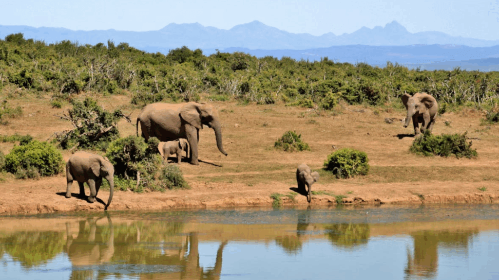 Elephants living in safari