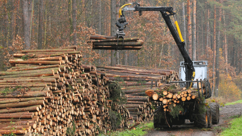 Deforestation with logs being lined up