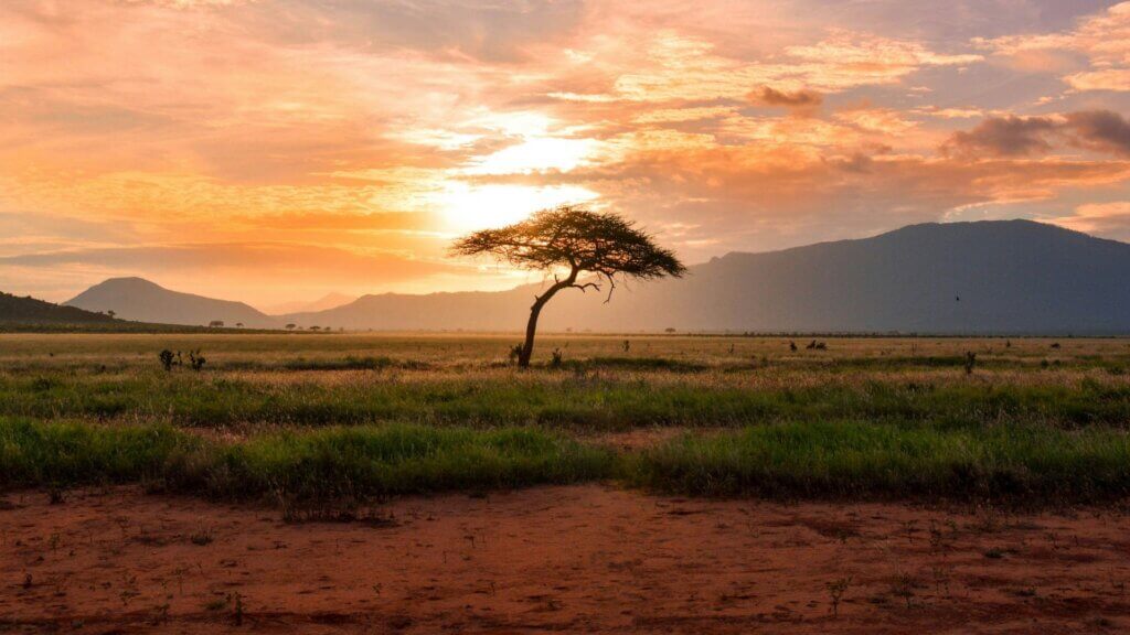 Lone tree standing between green land during golden hour sunset