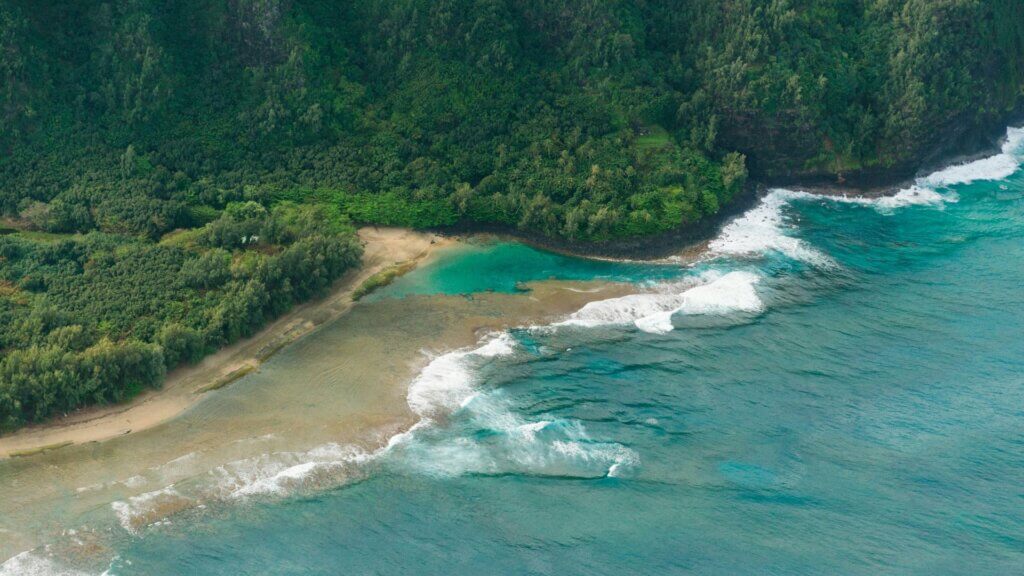 Green trees lining a calm body of water during daytime