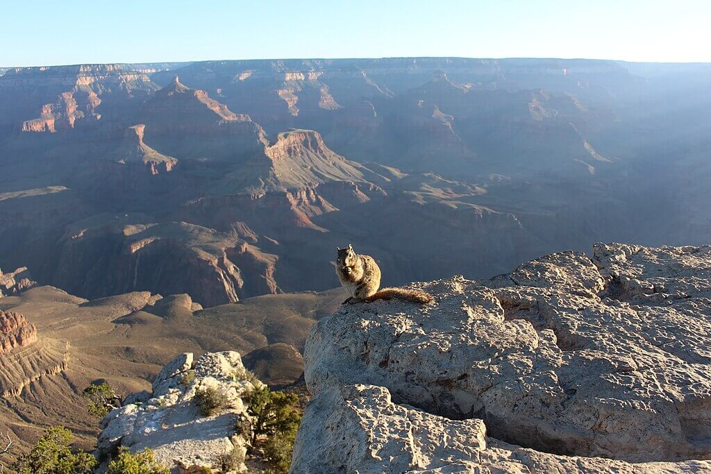 A squirrel sitting on a rocky ledge at the Grand Canyon in the United States, with the canyon’s layered cliffs stretching into the distance.