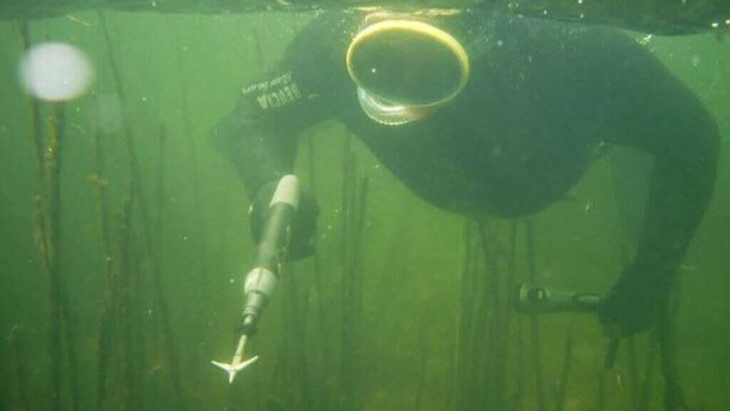 A scuba diver swims underwater in green, murky water while holding a speargun.