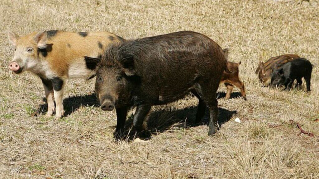 A group of wild pigs stands in a dry grassy field under bright sunlight.