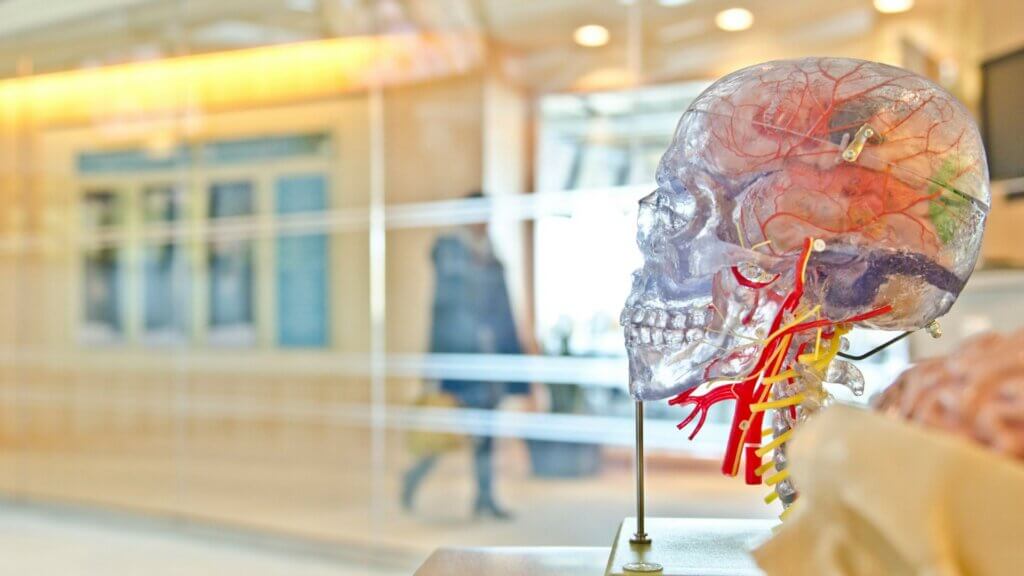 Human brain in plastic skeleton
