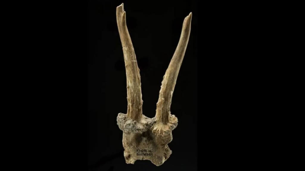 Roe deer skull headdress
