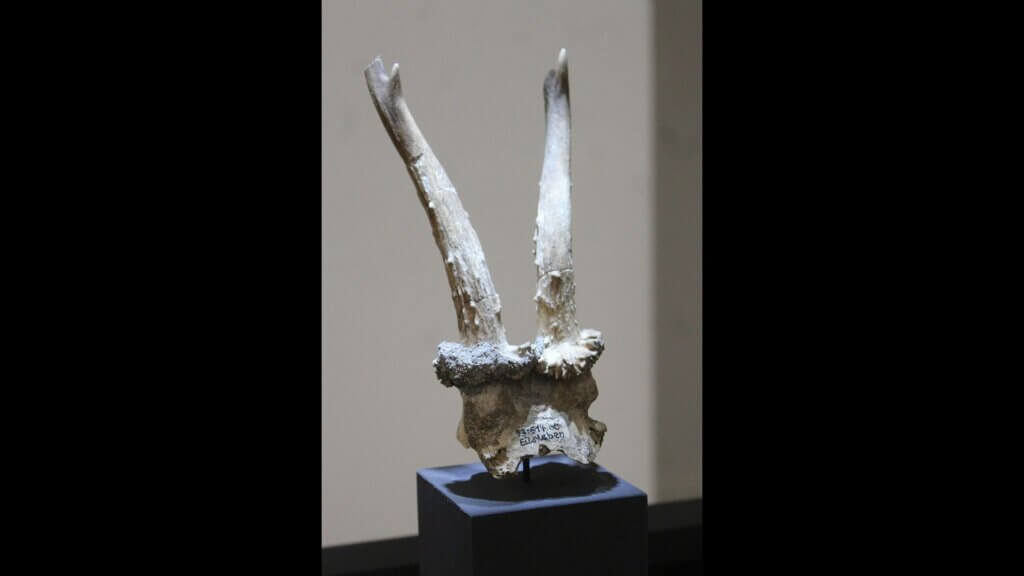 The roe deer skull headdress on display