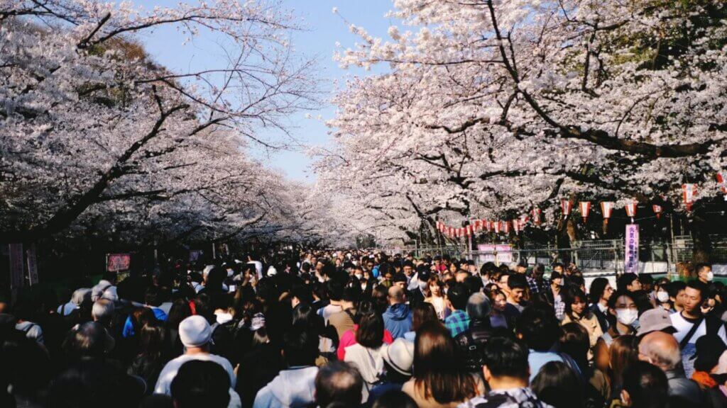 Cherry Blossom festival