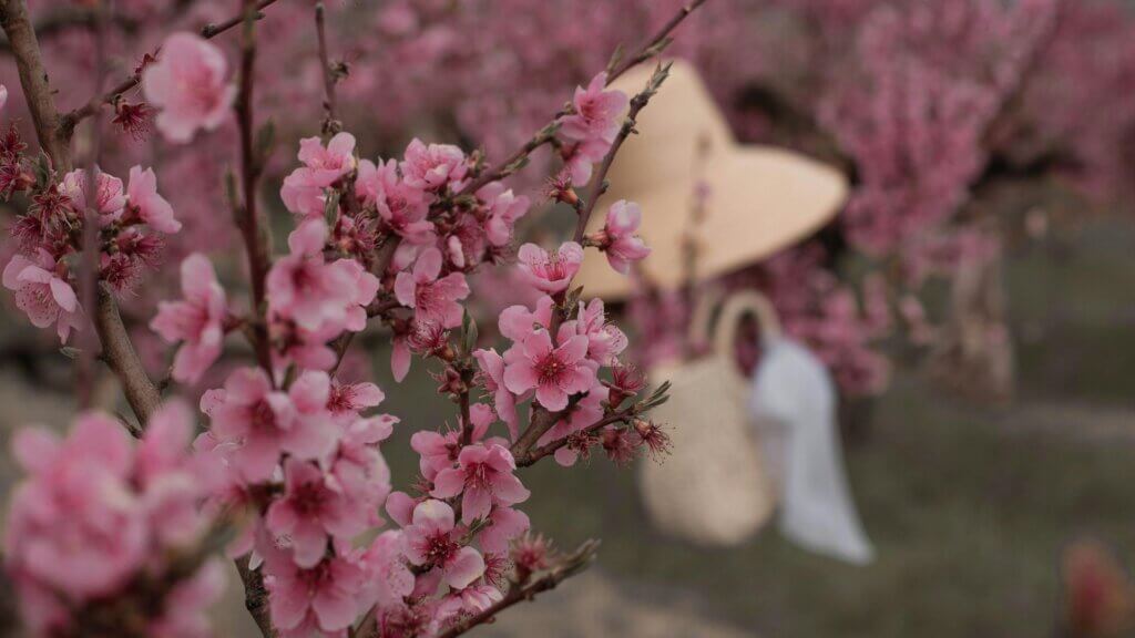 Cherry blossom tree
