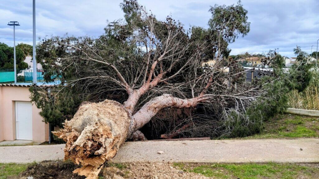 Large tree uprooted and fallen after powerful windstorm damage.