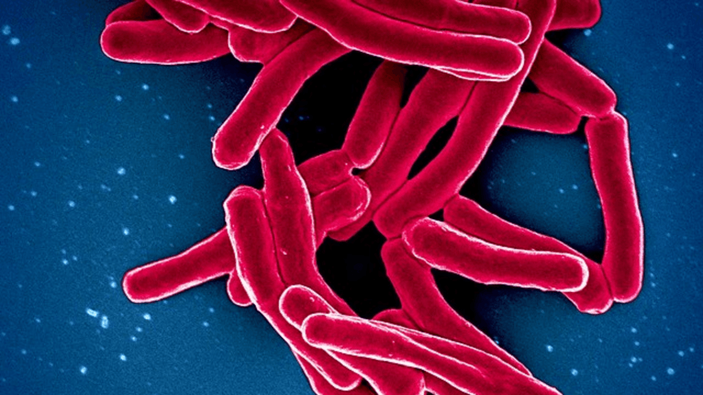 A colorized scanning electron micrograph showing a cluster of rod-shaped tuberculosis bacteria (Mycobacterium tuberculosis) against a blue background.