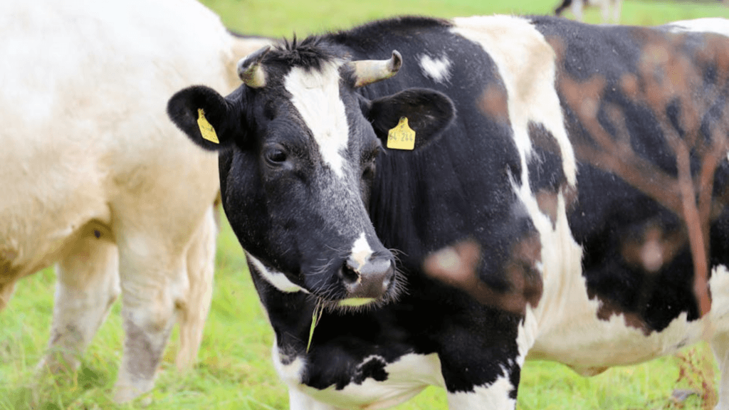 A black and white Holstein cow with yellow ear tags grazing in a green pasture.