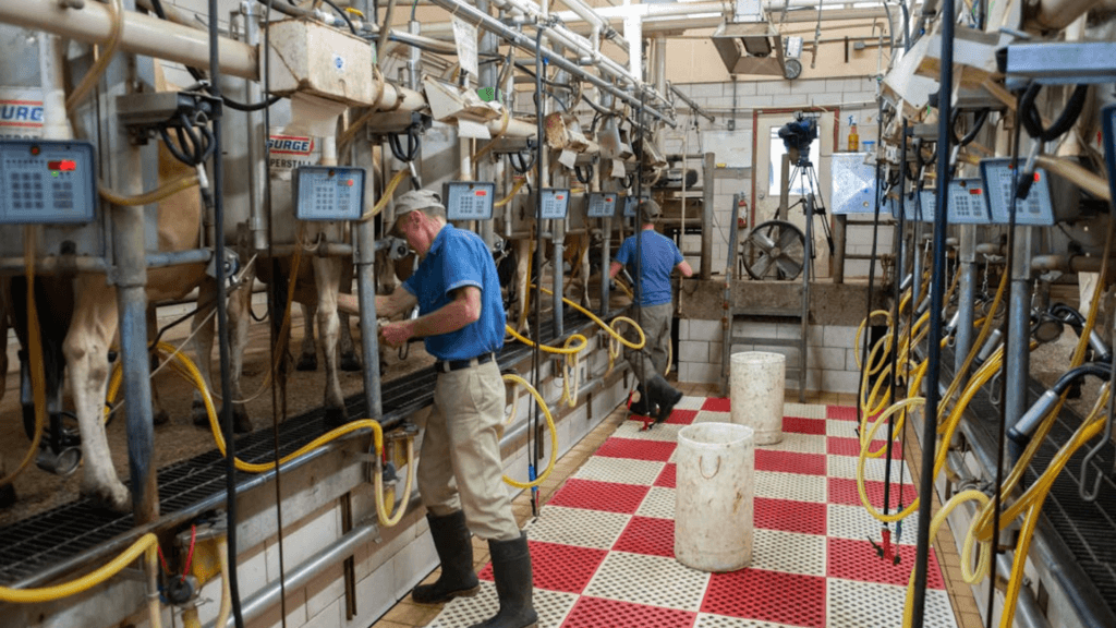 Farmers working in a modern dairy milking parlor with cows lined up for mechanical milking.