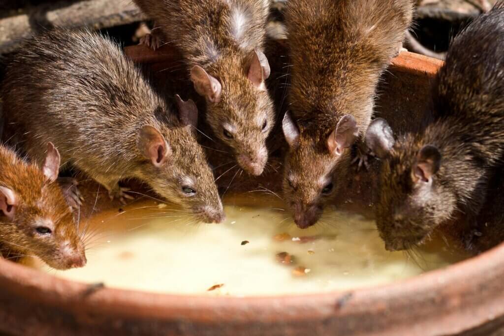 A bunch of rats feeding from a bowl.