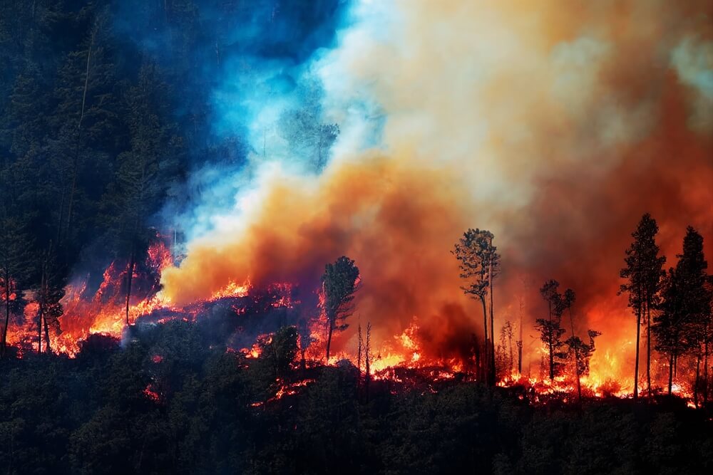 Wildfire burning through a forest with tall trees as thick smoke billows into the sky.