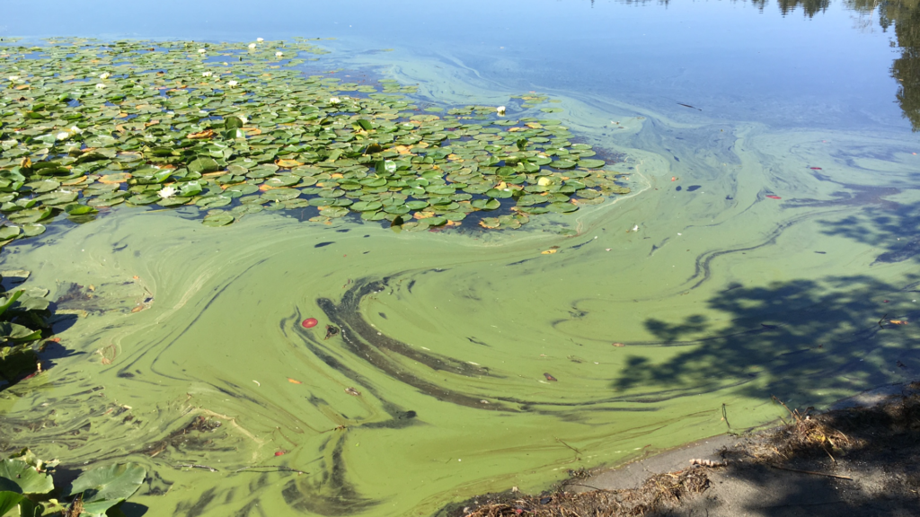 A close-up of a lake surface covered in thick swirls of green algae and large lily pads.
