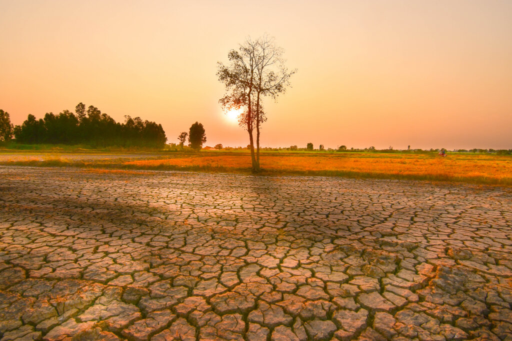 Cracked dry ground and sparse trees during a drought at sunset.