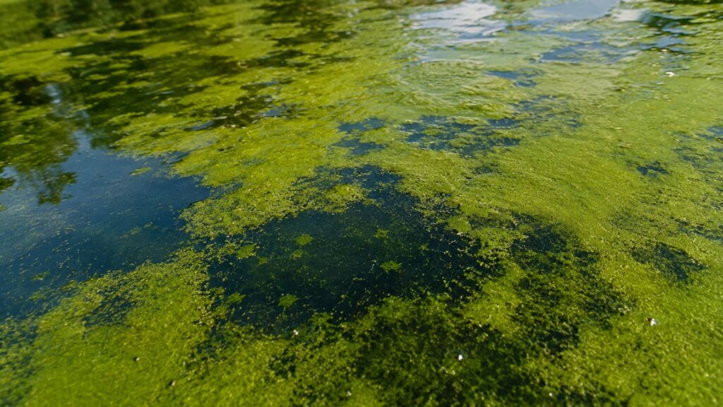 Green algae spread across the surface of a shallow body of water, leaving patches of dark water visible between dense growth.