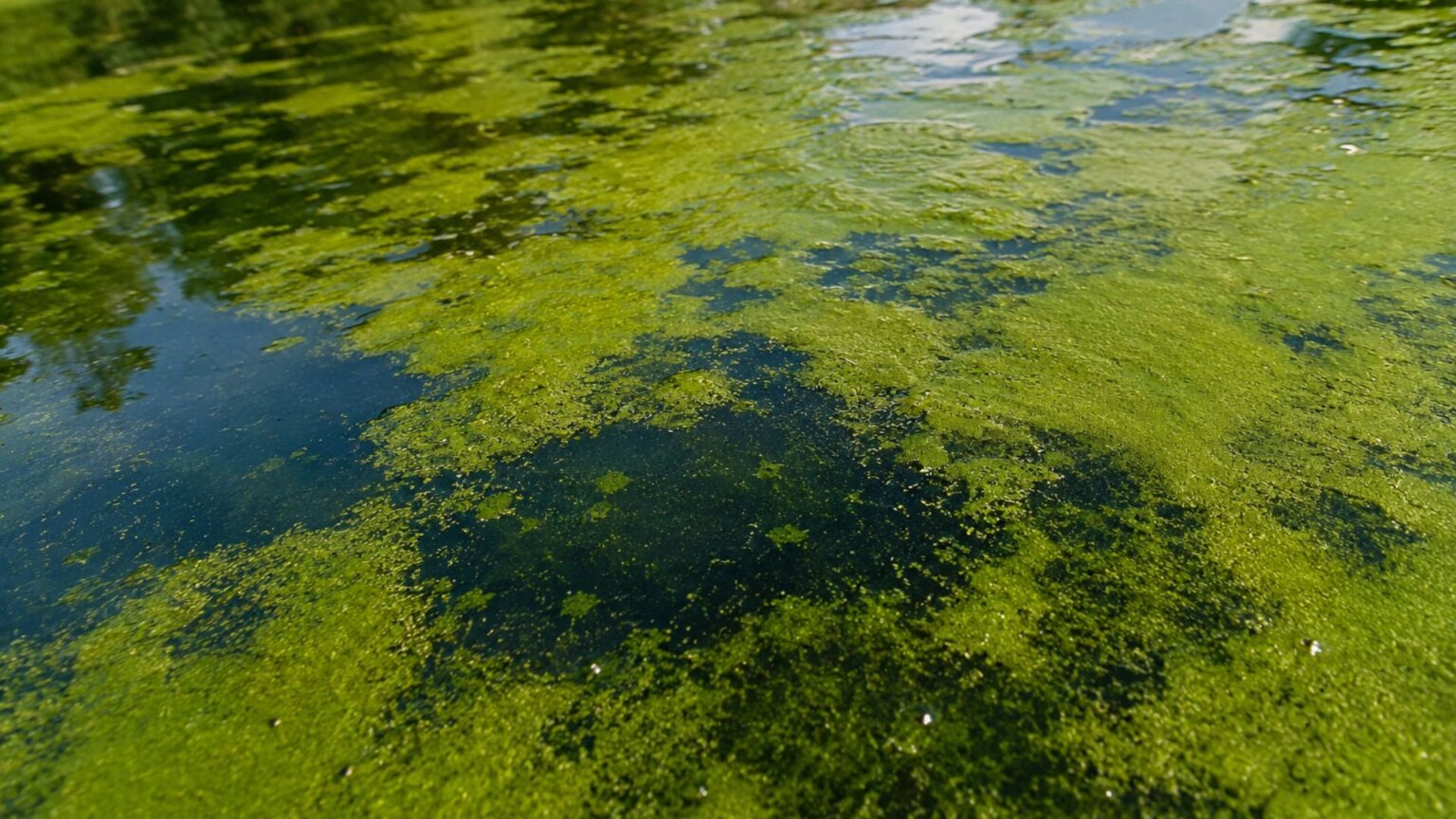 Green algae spread across the surface of a shallow body of water, leaving patches of dark water visible between dense growth.