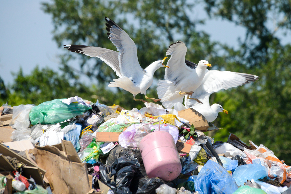 Seagulls gather and feed on a large pile of garbage.