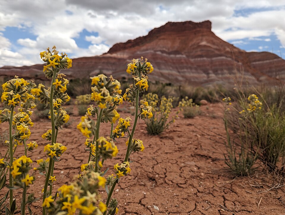 Yellow wildflowers bloom in the foreground of a red rock landscape at Bears Ears National Monument in Utah beneath a cloudy sky.