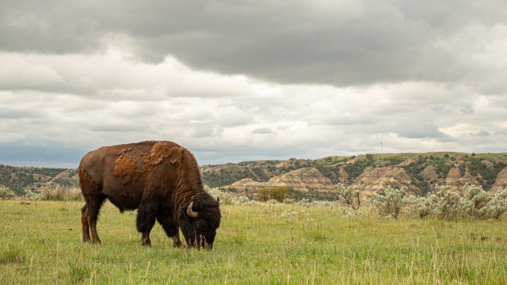 A bison grazing in the grasslands of North Dakota.