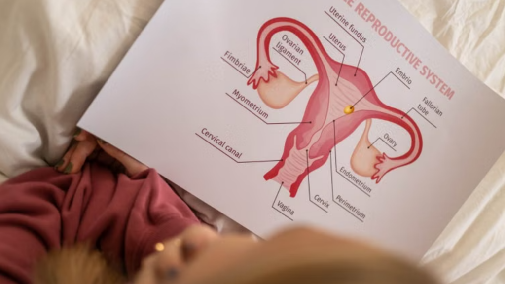An over-the-shoulder view of a person studying a clear anatomical diagram labeled _Female Reproductive System.