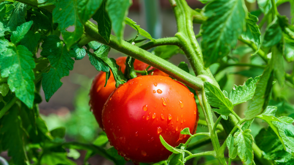Close-up of ripe tomatoes on the vine with water droplets, showcasing freshness in a garden setting.