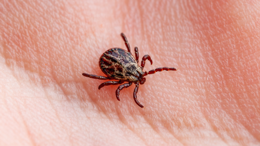 Macro shot of a mite on human skin.