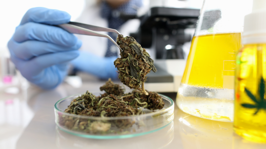 Lab researcher holding a cannabis flower with tweezers next to cannabis oil.